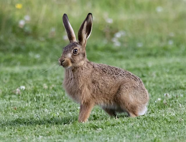 Jaká specifika je třeba zohlednit při výběru čerpadla od Mountfield