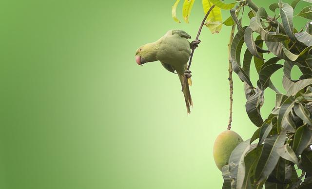 Mango čerpadlo: Exotická efektivita pro váš domov.