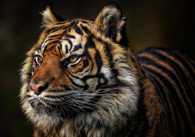 Tiger: Plynové kotle pro malé prostory