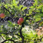 Zavlažování zahrady: Jak ušetřit až 90% vody!